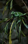 Fiji Kamm-Iguana im Blättergewirr