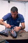 Dr. Juerg Brunnschweiler bei der Arbeit an einem Fischkopf