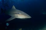 Zielgerichteter Bullenhai am Shark Reef