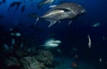 Bullenhai mit großer Dickkopf-Makrele