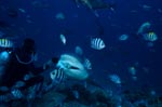 Bullenhai nimmt Fischköder mit Sender