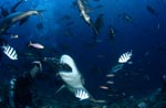 Weit öffnet der Bullenhai sein Maul für den Köderfisch