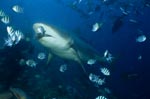 Bullenhai nimmt Fischköder