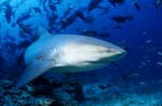 Bullenhai dicht am Riff