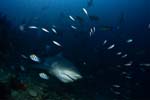 Bullenhai kommt aus blauer Tiefe