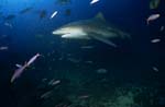 Bullenhai auf dem Weg ins tiefe Wasser