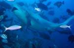 Bullenhai in Fischkonzentration