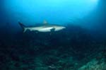 Grauer Riffhai erkundet das Shark Reef