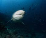 Imponierender Bullenhai