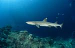 Weissspitzen-Riffhai an der Shark Reef Kante