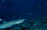 Weissspitzen-Riffhai erkundet das Riff
