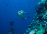 Weissspitzen-Riffhai am Shark Reef