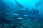 Weissspitzen-Riffhai unterwegs mit Rifffischen