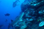 Weissspitzen-Riffhai schwimmt nach oben
