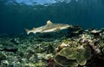 Schwarzspitzen-Riffhai schwimmt am Riff entlang