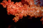 Rote Weichkoralle an einem Fiji Riff
