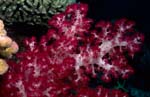 Farbenpraechtige Weichkoralle in einem Fiji Korallenriff