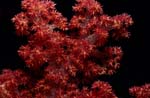 Weichkoralle eine bunte Blume des Meeres