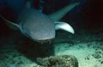 Indopazifische Ammenhai kommt zum Shark Reef