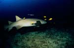 Gewoehnlicher Ammenhai mit Gold-Makrelen