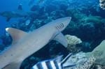 Zwei Weissspitzen-Riffhaie begegnen sich am Shark Reef