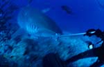 Taucher wehrt Tigerhai ab