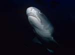 Tigerhai taucht aus der Dunkelheit auf