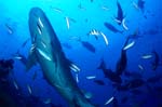 Aufsteigender Tigerhai vor dem Riff