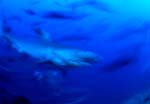 Schemenhaft erreicht ein Tigerhai das Riff
