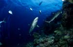 Grauer Riffhai und Weißspitzen-Riffhai