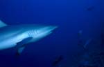 Grauer Riffhai im blauen Wasser vor dem Shark Reef