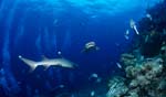 Zwei Weissspitzen-Riffhaie begegnen sich