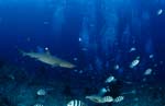 Weissspitzen-Riffhai schwimmt zum Taucher