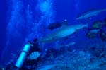 Weissspitzen-Riffhai naehert sich unbemerkt dem Taucher
