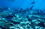 Weissspitzen-Riffhai schwimmt ueber Korallen