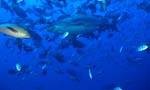 Bullenhai inmitten unzähliger Fische