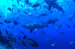 Bullenhaie in Fischkonzentration