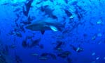 Bullenhaie mit unzähligen Fischen