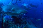 Bullenhai entfernt sich vom Riff