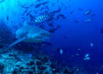 Bullenhai verläßt das Riff
