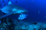 Bullenhai auf Erkundung im Riff