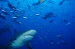 Bullenhai umgeben von Rifffischen