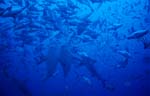 Vertikal aufsteigende Bullenhaie