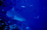 Bullenhai in Richtung offenes Meer