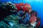 Farbenfrohe Weichkorallen in einem Suedsee Riff