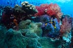 Plakativ leuchtende Weichkorallen im Riff