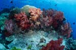 Rifflandschaft mit bunten Weichkorallen
