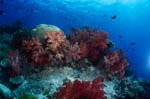 Rifflandschaft mit farbenfrohen Weichkorallen