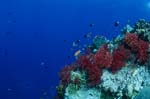 Weichkorallen im Riff