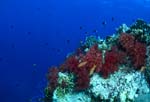 Weichkorallen an einem Korallenturm